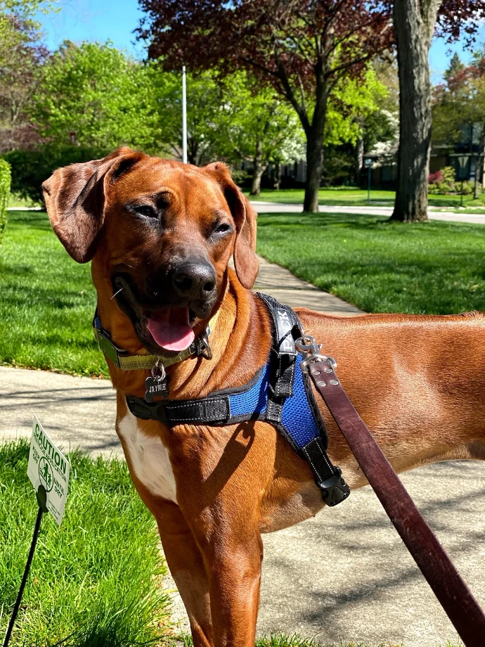 A rhodesian ridgeback